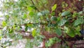 Long thin branch with small wet leaves and shiny water droplets Royalty Free Stock Photo