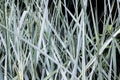 Long thin green blades of grass, background Royalty Free Stock Photo