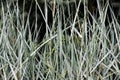 Long thin green blades of grass, background Royalty Free Stock Photo