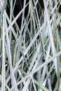 Long thin green blades of grass, background Royalty Free Stock Photo