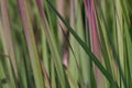 Long and thin and green and red and brown grasses. Royalty Free Stock Photo