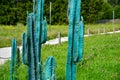 Long, thin, tall, artificial, cacti. Park decoration