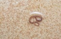 long and tiny red bathroom worm on the wet ceramic tile floor. Royalty Free Stock Photo