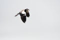 Long-toed lapwing, Mabamba Bay, Uganda Royalty Free Stock Photo