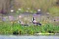 Long-toed lapwing, Mabamba Bay, Uganda Royalty Free Stock Photo