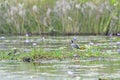 Long-toed lapwing, Mabamba Bay, Uganda Royalty Free Stock Photo