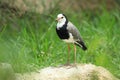 Long-toed lapwing