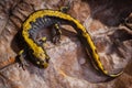 Long toed Salamander on Leaf