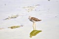 Long-toed stint