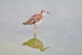 Long Toed Stint bird nature Royalty Free Stock Photo