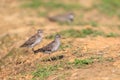 Long-toed Stint