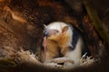 Long tongue. Southern Tamandua, Tamandua tetradactyla, wild anteater in the nature forest habitat, Brazil. Wildlife scene from Royalty Free Stock Photo