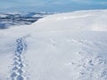 Long trail of fresh Footprints in the snow