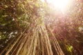 Long trailing aerial or adventitious roots on tree Royalty Free Stock Photo