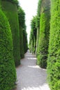 Long trails of beautiful green pines Royalty Free Stock Photo