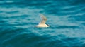 LONG TRAVEL FLYING OF OCEAN TERN