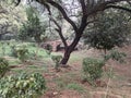 Big black tree in front of an arched bridge