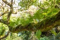 Long tree branch covered in moss and fern