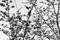 A monochrome floral background of the tree branches