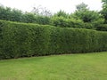 Long tree hedge, double layers two steps; small and tall hedge with green grass lawn in foreground. Upper part isolated on white