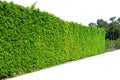 Long tree hedge or fence trees in panoramic shot. The upper part isolated on white Royalty Free Stock Photo