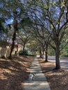 The long tree line path home for a little Chihuahua in SC. Royalty Free Stock Photo