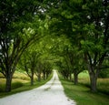 Long Tree Lined Driveway Royalty Free Stock Photo