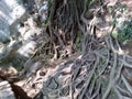 long tree roots from the top of the cliff Royalty Free Stock Photo