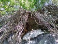 long tree roots from the top of the cliff Royalty Free Stock Photo