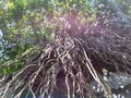 long tree roots from the top of the cliff Royalty Free Stock Photo