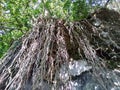 long tree roots from the top of the cliff Royalty Free Stock Photo