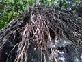 long tree roots from the top of the cliff Royalty Free Stock Photo