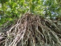 long tree roots from the top of the cliff Royalty Free Stock Photo