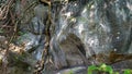 long tree roots from the top of the cliff Royalty Free Stock Photo