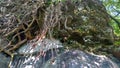 long tree roots from the top of the cliff Royalty Free Stock Photo