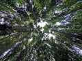 Long trees in forest in famous diyarbakir city Hevsel gardens with sky background