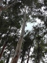 Long trees in forest and many large trees and rich trees.