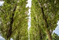 Long trees in park close-up Royalty Free Stock Photo