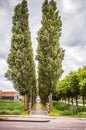 Long trees in park close-up Royalty Free Stock Photo