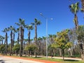 Long tropical palm trees in the city