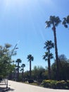 Long tropical palm trees in the city