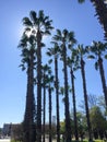 Long tropical palm trees in the city