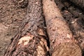 Long trunk pine log dark brown with hard bark background design Royalty Free Stock Photo