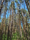 long trunks of pines in a cozy summer forest Royalty Free Stock Photo