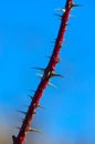 Long twig covered in thorns Royalty Free Stock Photo