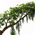 long twisted branch with ivy growing on it is isolated on a white background.