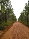 Long and Unending Tree-Lined Dirt Road Royalty Free Stock Photo