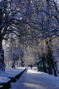 Long Straight Path with Overhead Tree Branches Covered in Snow.