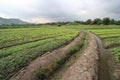 Agriculture, crop, field, farm, hill, station, plantation, rural, area, paddy, soil, grass, land, lot, landscape, plant