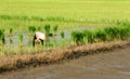 Farmer pull up young plants of rice at field .LONG